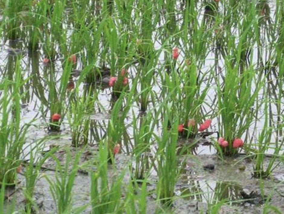 杀螺胺乙醇胺盐